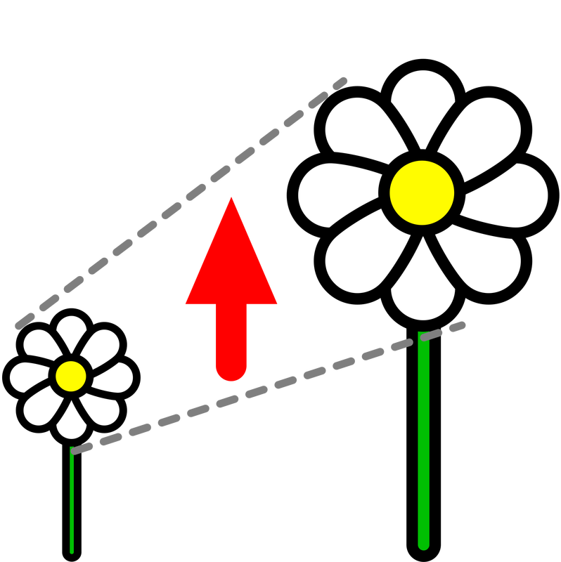 a small daisy, next to a much larger daisy. There are dotted lines between them, and a red upwards arrow.